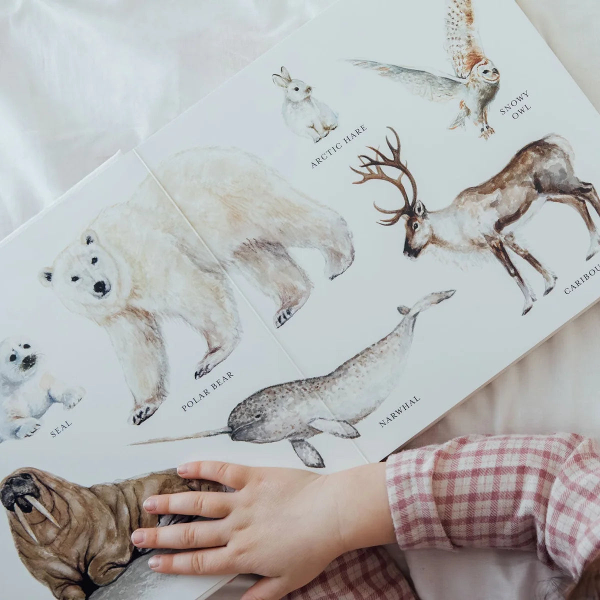 Our Big Book of Animals – הספר הגדול הראשון שלי על חיות